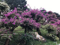 13 Manicured colourful trees with flowers in Nan Lian Garden Hong Kong